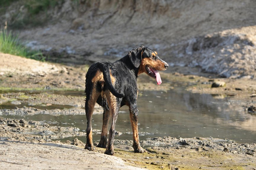 american foxhound name ideas
