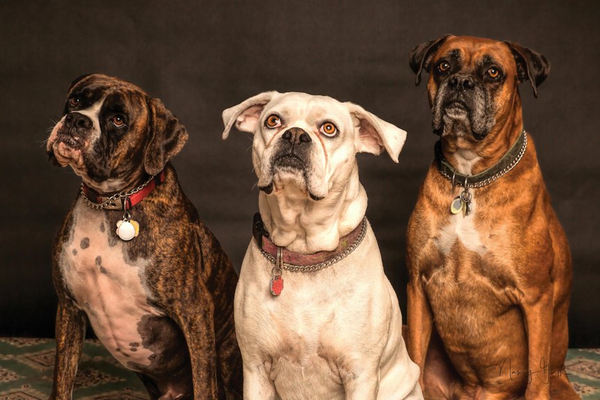 names for armenian gampr dogs