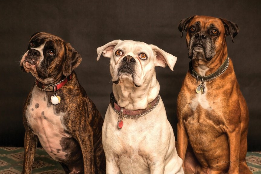 unique names for abruzzenhunds